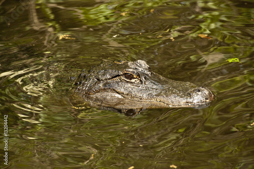 Alligator with Rreflections