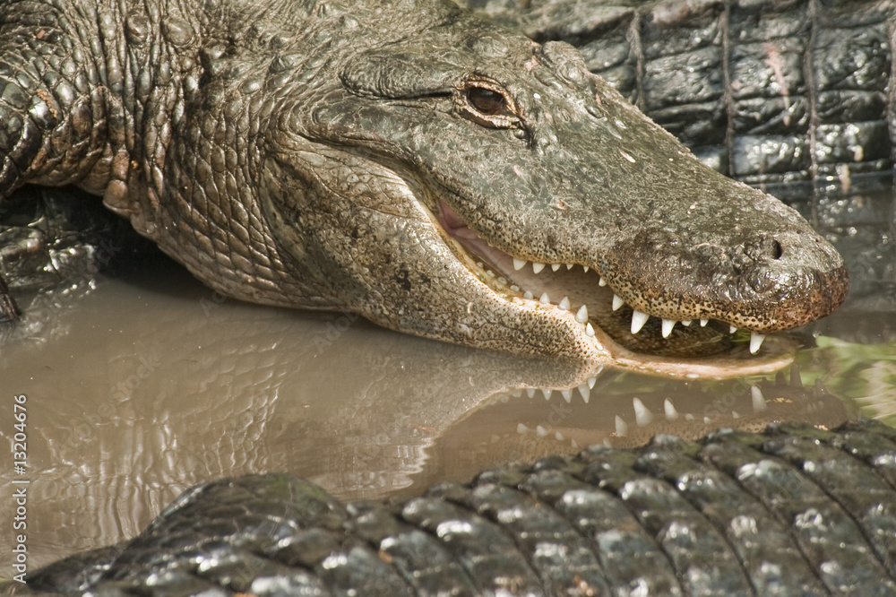 Obraz premium Alligators Closeup