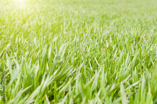 sunny grreen grass