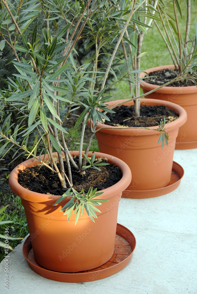 Plant pots in yard