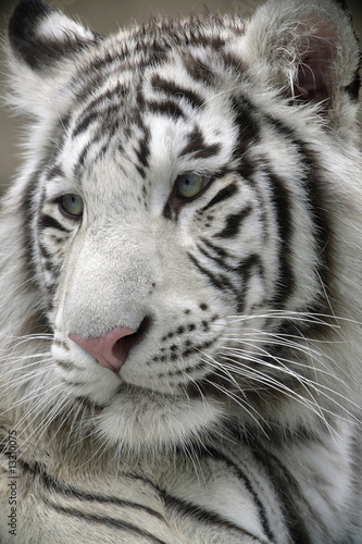White Tiger Portrait Close Up