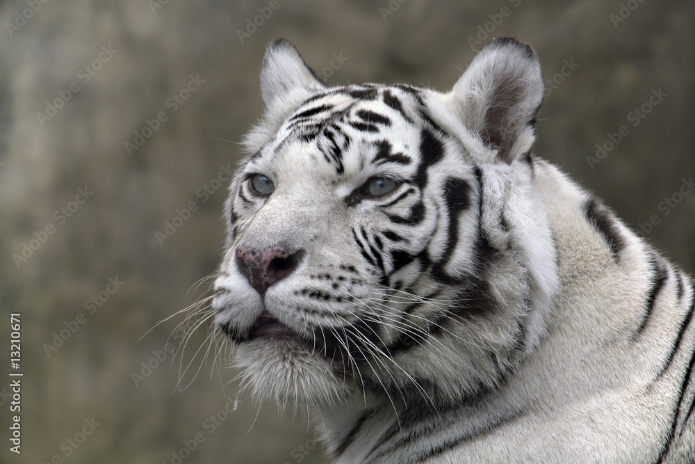 White Tiger Close Up Portrait
