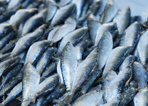 étal de sardines fraîches