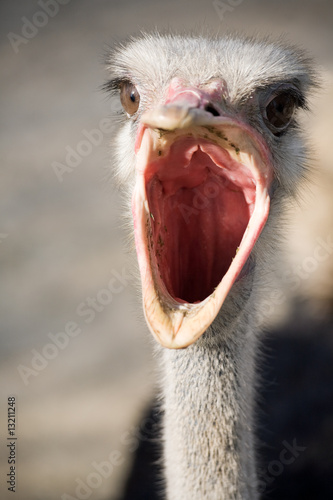 ostrich