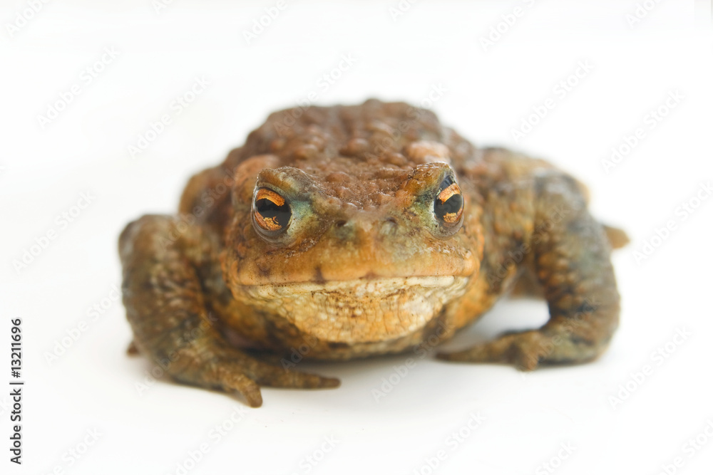 Erdkröte Erdkröte