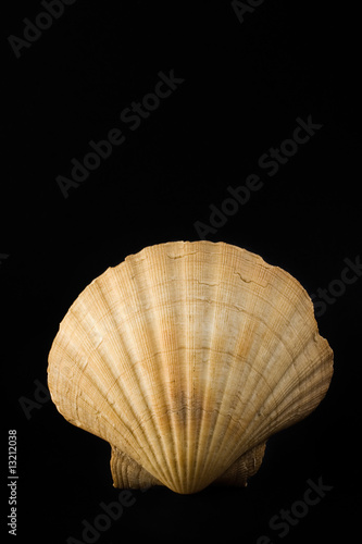 scallop shell. Pecten jacobeus