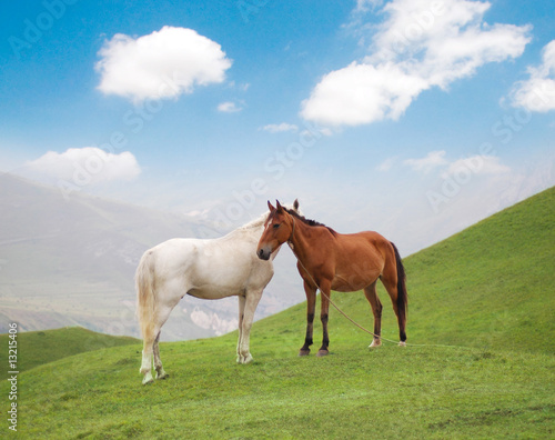 White and brown horses on green grass in summer