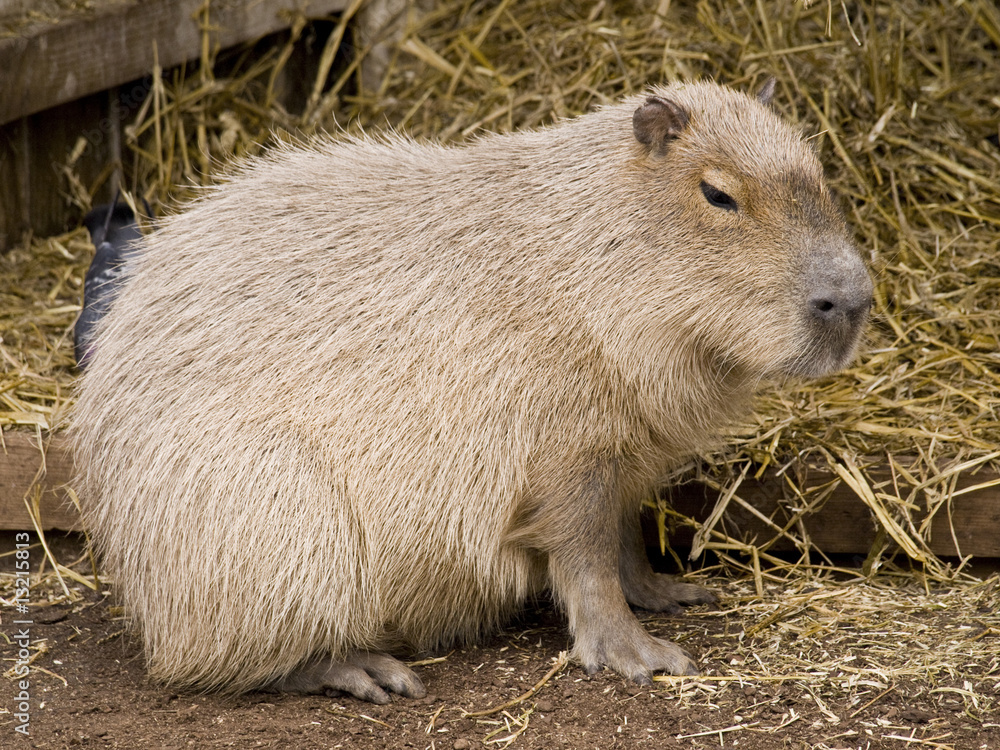 Cute capybara rodent against a straw background Cute capybara rodent against a straw background