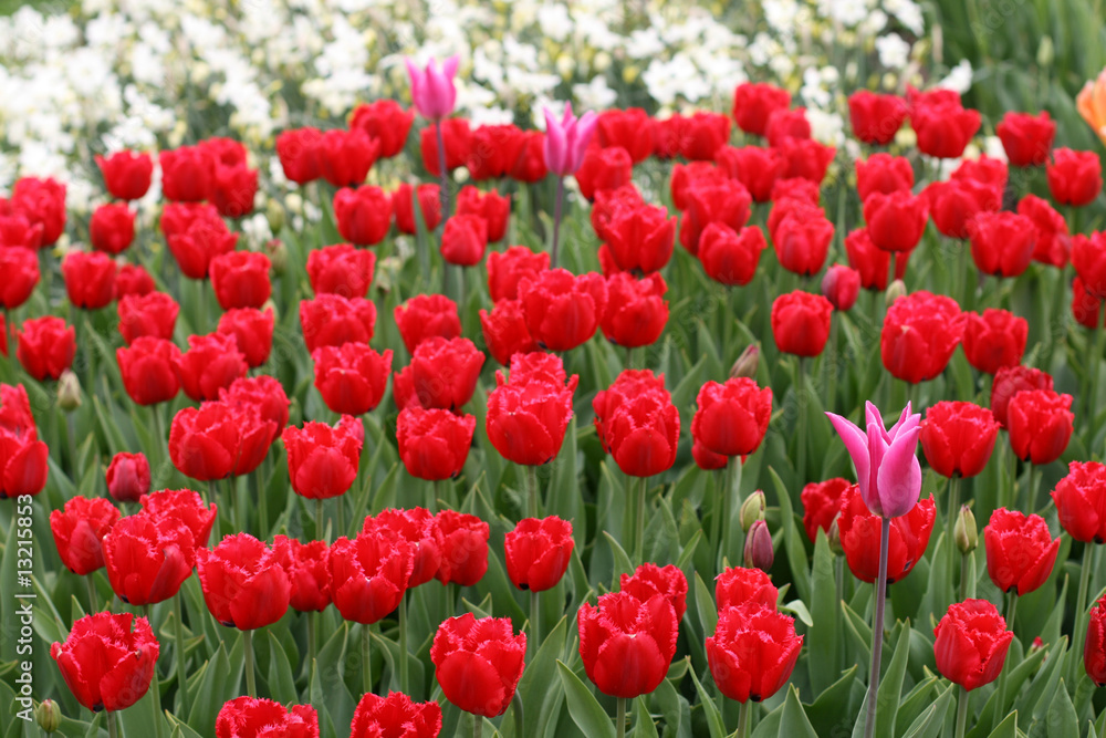 Tulips in spring garden Tulips in spring garden