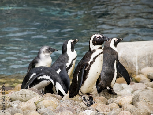 Group of penguins playing against the shore line