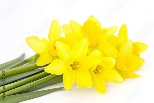 yellow narcissus