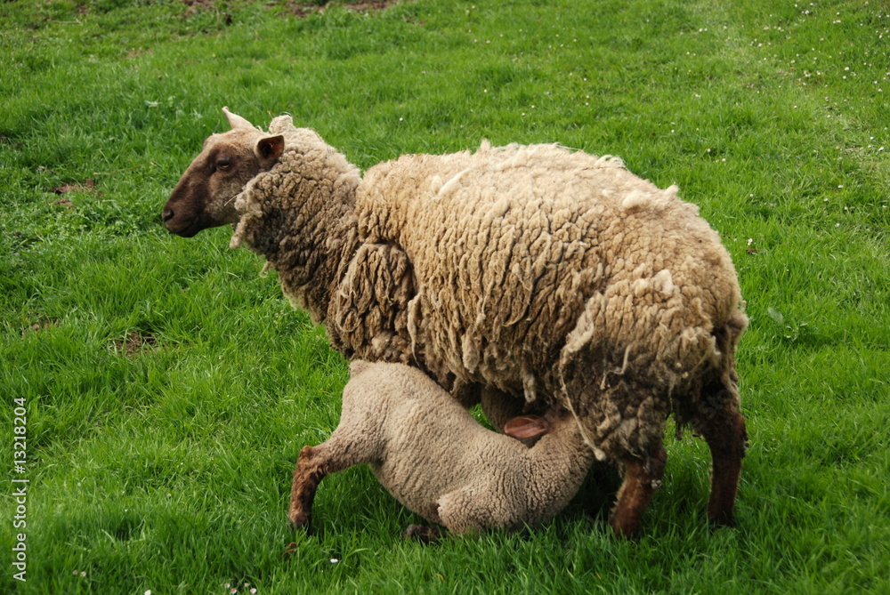 Lamb on the grass