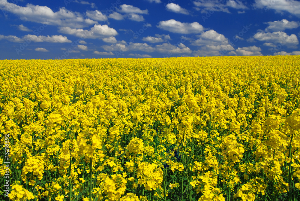 Rape field Rape field