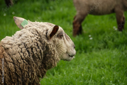 Fototapeta Naklejka Na Ścianę i Meble -  Lamb on the grass