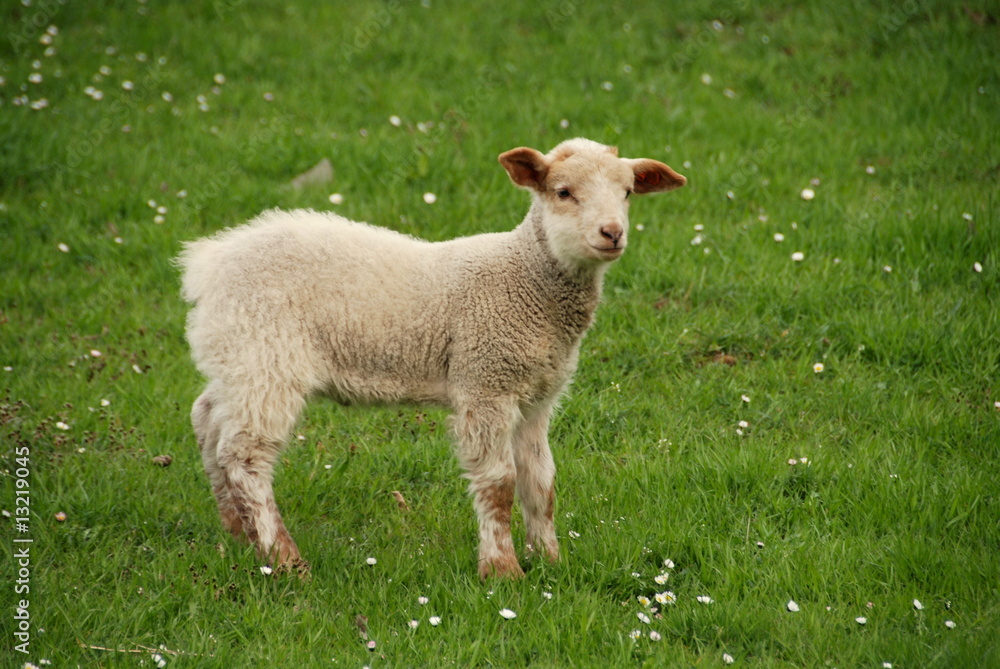 Lamb on the grass