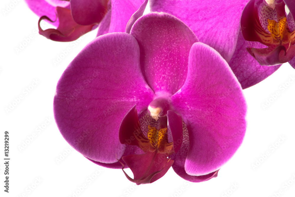 Obraz premium Orchidee rosa