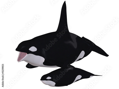 Orca-Killerwal
