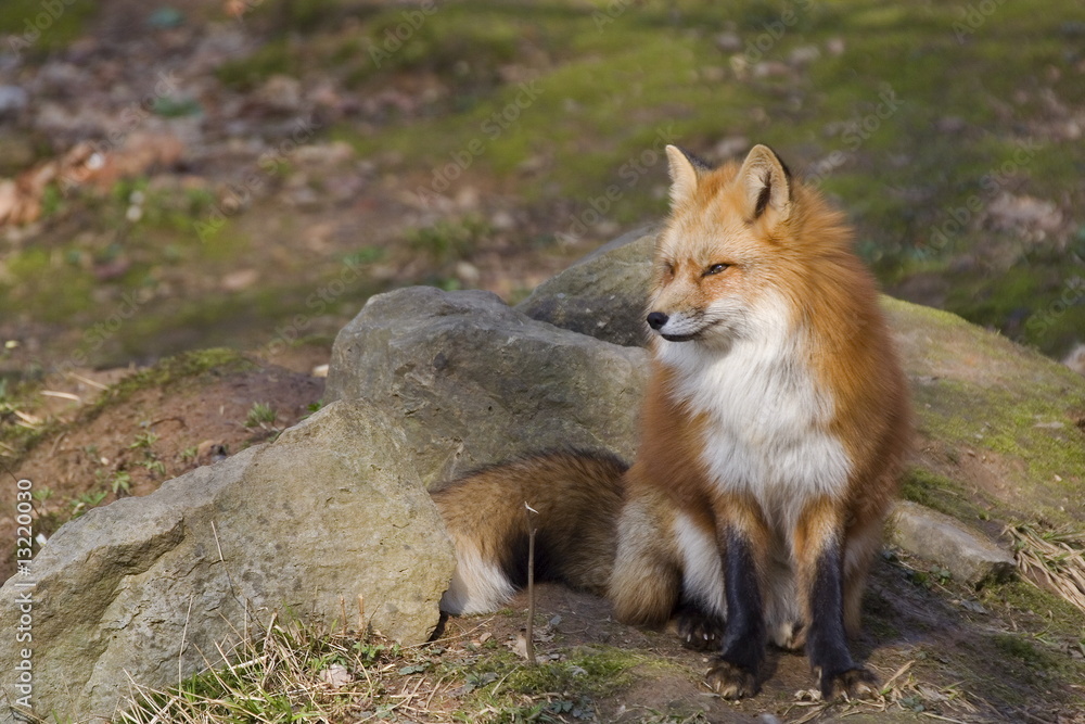 Fototapeta premium Rotfuchs (Vulpes vulpes)