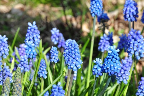 Grape hyacinth