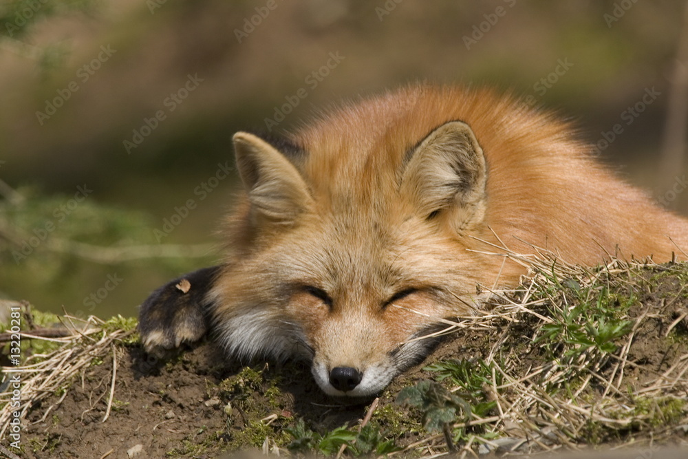ruhender Fuchs ruhender Fuchs