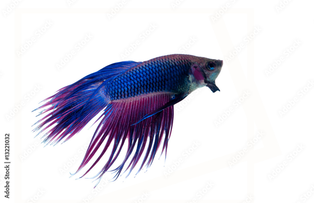 Fototapeta premium Siamese fighting fish