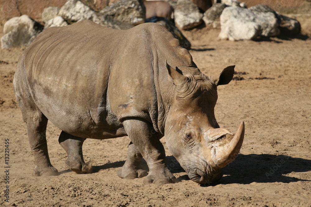 Obraz premium rhinocéros