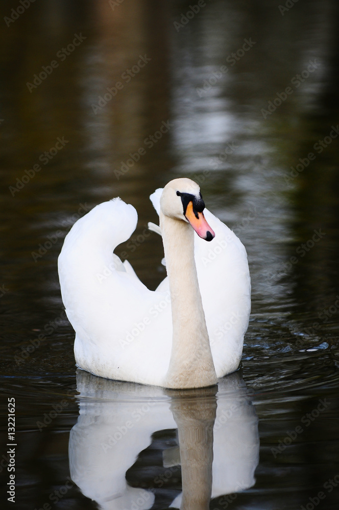 Obraz premium schwan