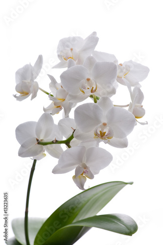 Fototapeta Naklejka Na Ścianę i Meble -  Weiße Orchidee mit Blättern