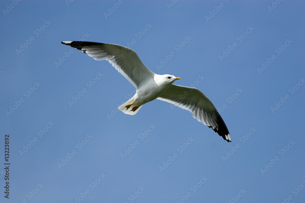 Larus canus, Common Gull Larus canus, Common Gull