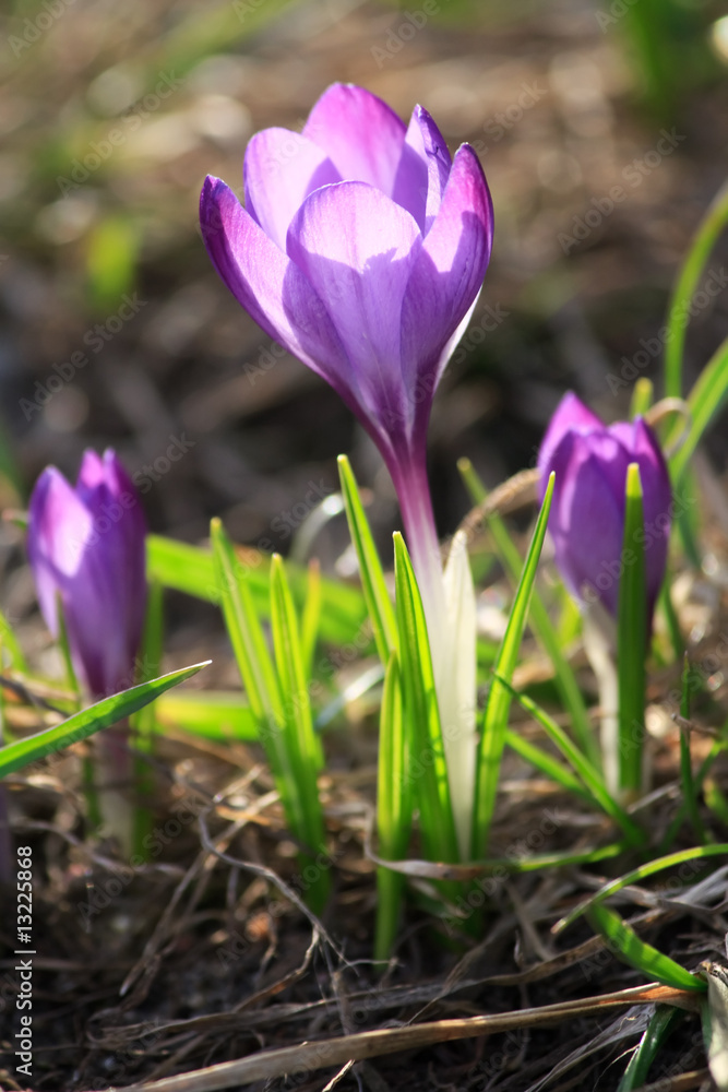 Crocus Crocus