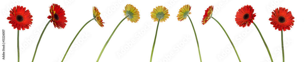 Naklejka premium nine red gerbera flowers in different positions