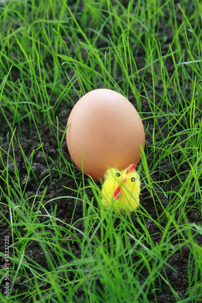 Egg in green grass Egg in green grass