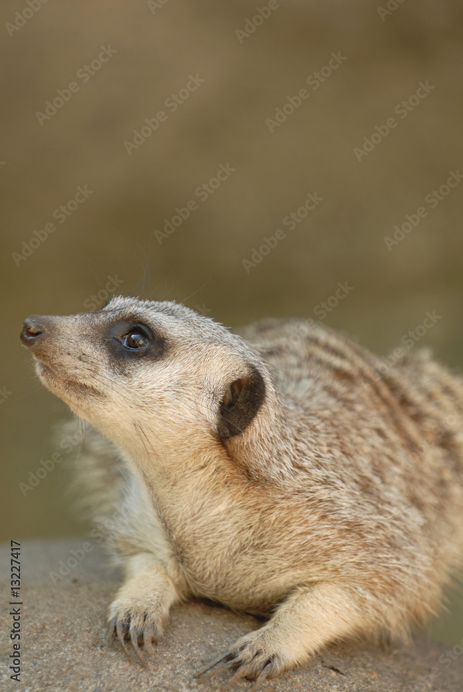 Fototapeta premium What's That Meerkat Looking At?