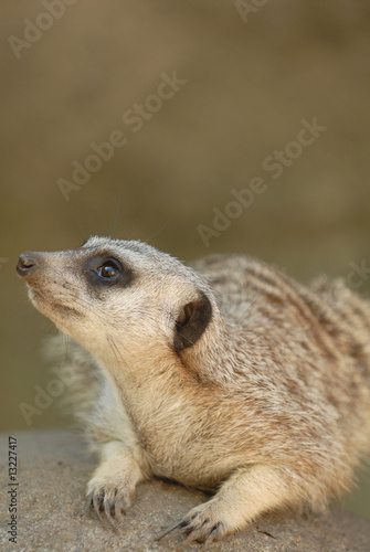 What's That Meerkat Looking At? © Rusty Dodson