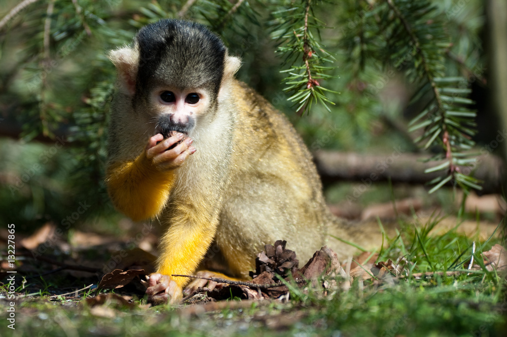 Obraz premium cute squirrel monkey