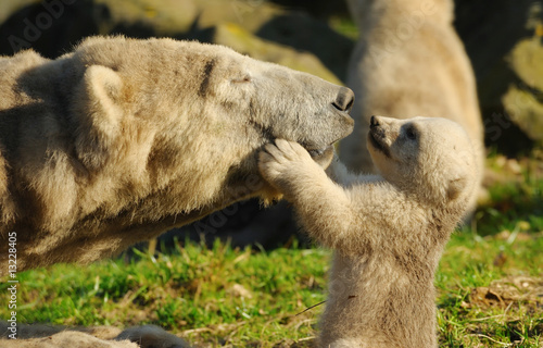 Fotografie polar bear and cub