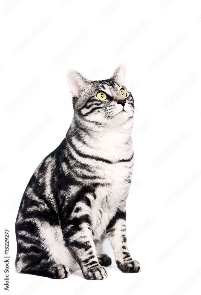 Purebred Kunashir cat