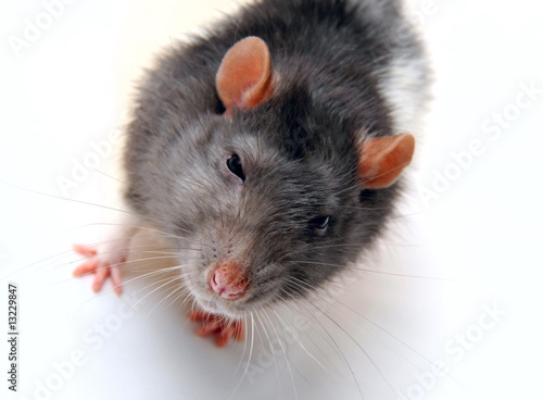 the rat