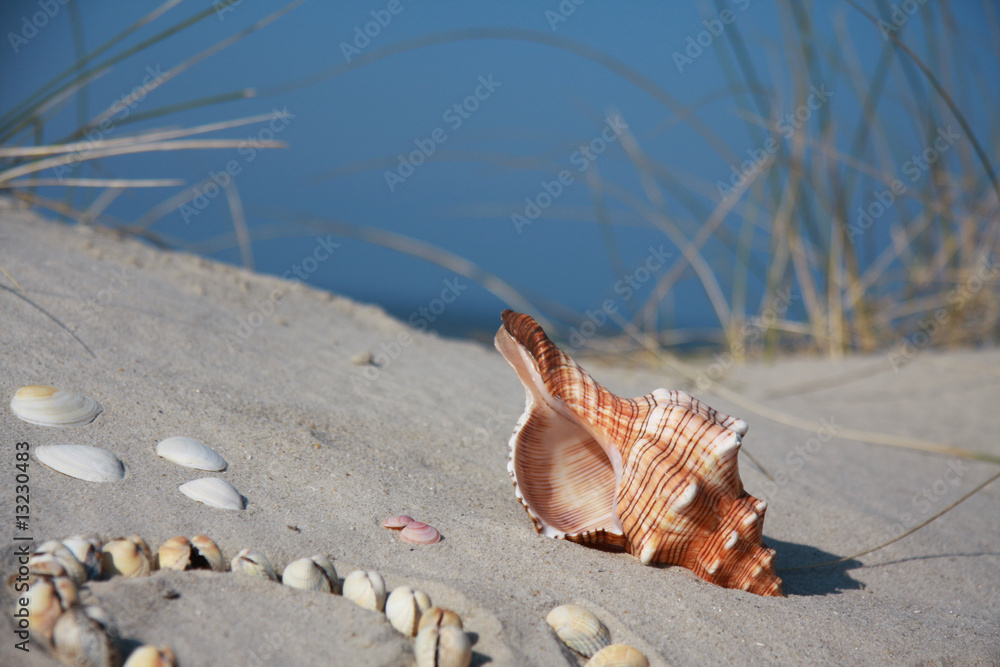 Muscheln Muscheln