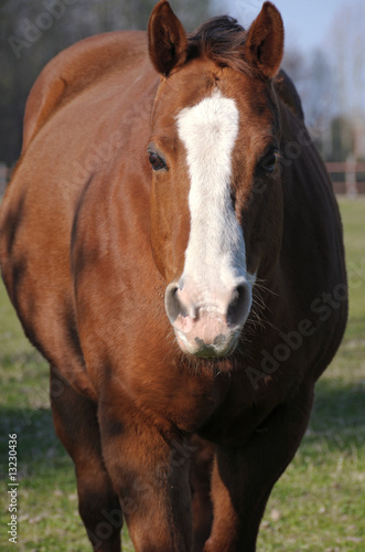 Bay brown horse portrait