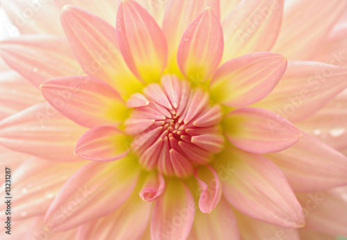 perfect dahlia flower