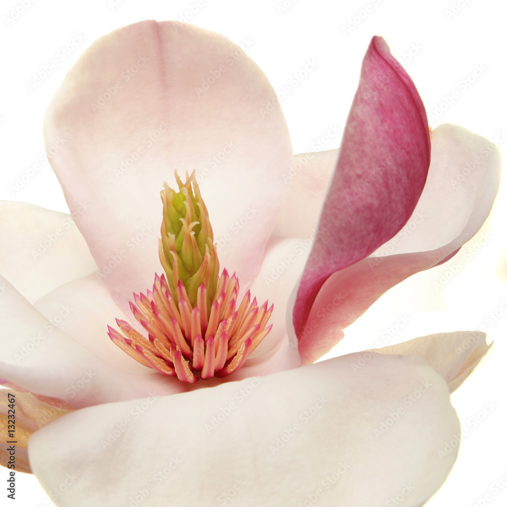 Fototapeta premium Magnolia closeup
