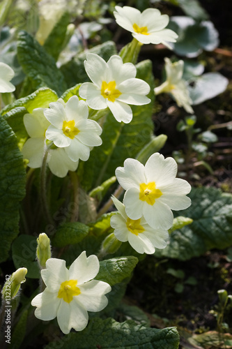 English primrose blooming in april in the forest