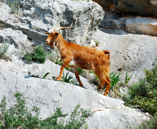 wild goat, greece photo