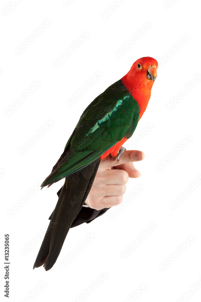 well-behaved  king parrot
