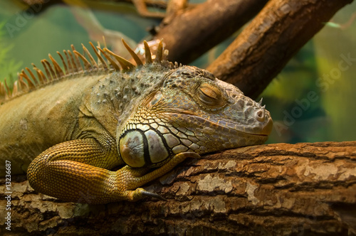 sleeping iguana