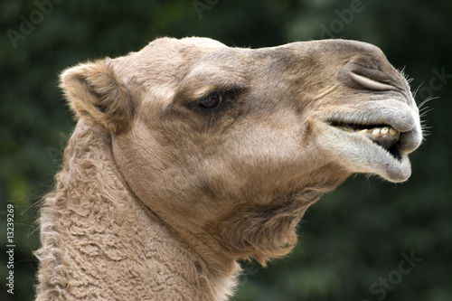 Kamel © Stefan Franz