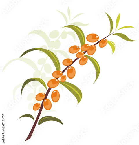 sea-buckthorn berries