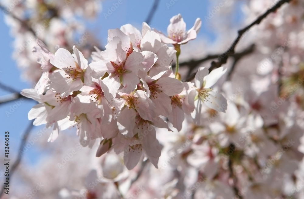 cherry blossom