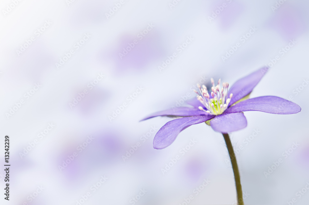 flower flower
